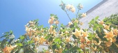Enlarge photo 299