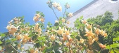 Enlarge photo 300