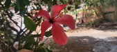 Enlarge photo 324