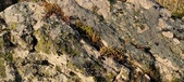 Enlarge photo 113
