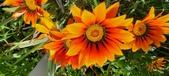 Enlarge photo 226