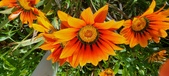 Enlarge photo 227