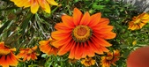 Enlarge photo 228