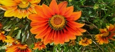Enlarge photo 229