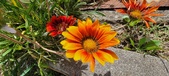 Enlarge photo 230