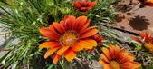 Enlarge photo 231