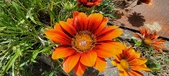 Enlarge photo 232