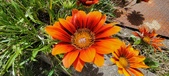 Enlarge photo 233