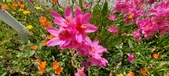 Enlarge photo 234