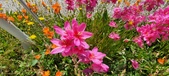 Enlarge photo 235