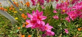 Enlarge photo 236