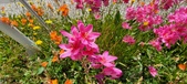 Enlarge photo 237