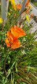 Enlarge photo 238