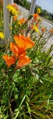 Enlarge photo 239