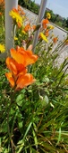 Enlarge photo 240