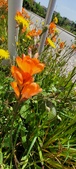 Enlarge photo 241