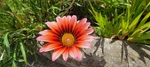Enlarge photo 242