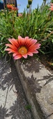 Enlarge photo 243