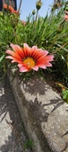 Enlarge photo 244