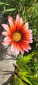 Enlarge photo 245