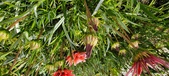 Enlarge photo 252