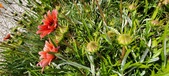 Enlarge photo 253