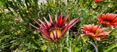 Enlarge photo 255
