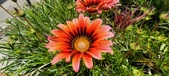 Enlarge photo 257