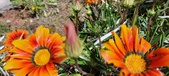 Enlarge photo 258