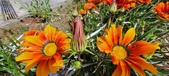 Enlarge photo 259