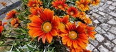 Enlarge photo 260