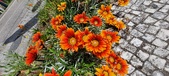 Enlarge photo 262