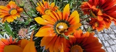 Enlarge photo 263