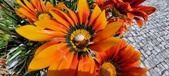 Enlarge photo 264