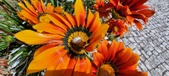 Enlarge photo 265