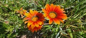 Enlarge photo 266