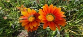Enlarge photo 267