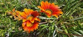Enlarge photo 268