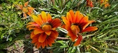 Enlarge photo 269