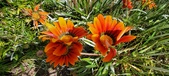 Enlarge photo 270