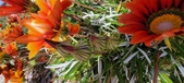 Enlarge photo 271