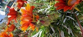 Enlarge photo 273