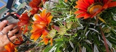 Enlarge photo 274
