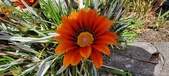 Enlarge photo 275