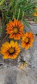 Enlarge photo 276
