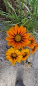 Enlarge photo 277