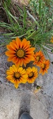 Enlarge photo 278