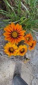 Enlarge photo 279