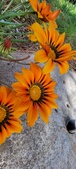 Enlarge photo 280