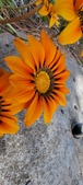 Enlarge photo 281